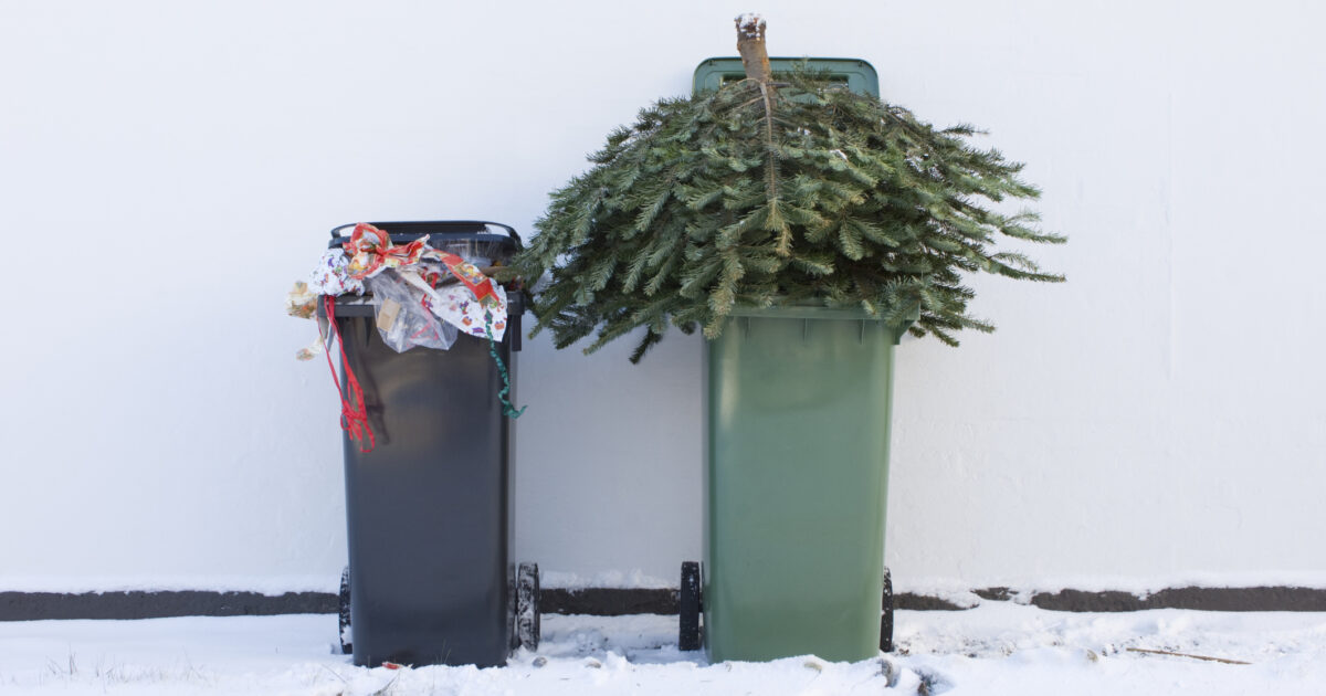 Será que o Natal pode ser mais ecológico? Veja as três dicas essenciais para esta época | Palco CM
